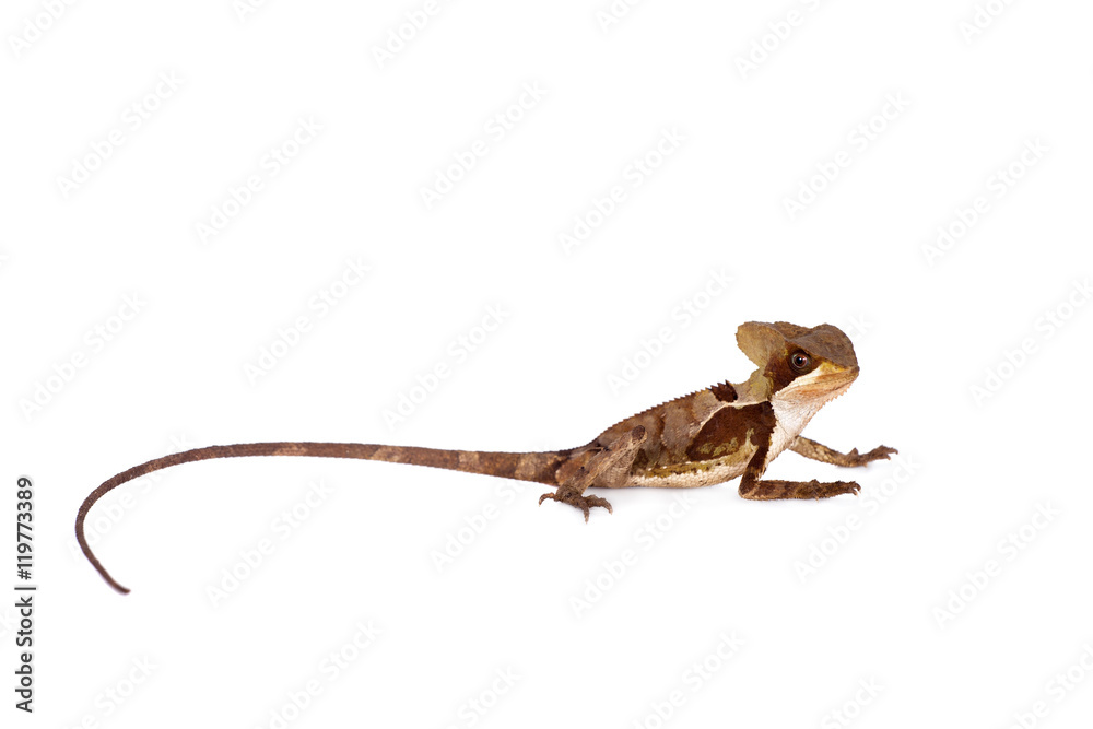 Fototapeta premium Hernandezs helmeted basilisk on white