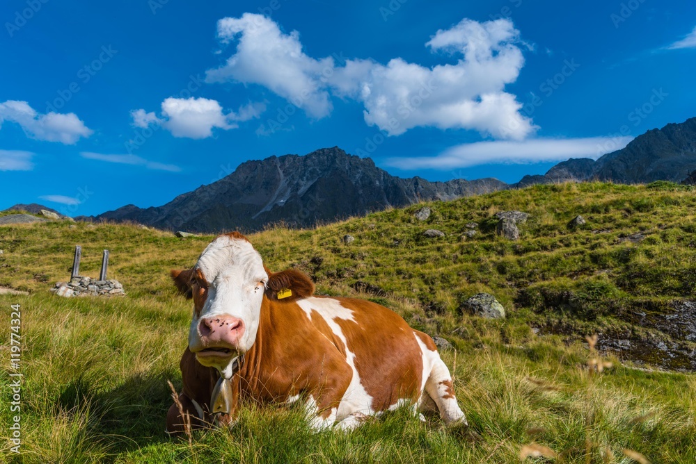 Kuh im Gras liegend auf der Alm im Stubaital Kuh im Gras liegend auf der Alm im Stubaital