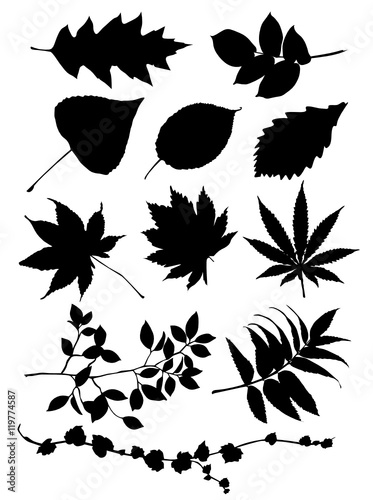Leaves silhouettes