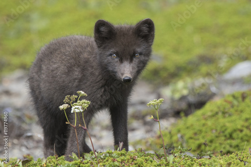 Commanders blue arctic fox pup standing in the green summer tund © Tarpan