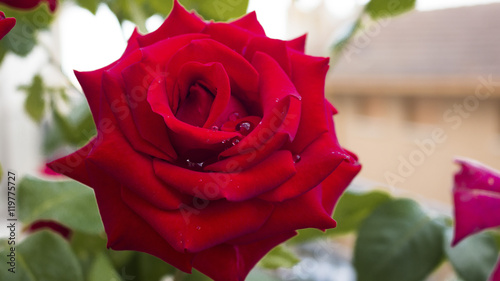 Fotografie Rosa fotografata su fondo chiaro