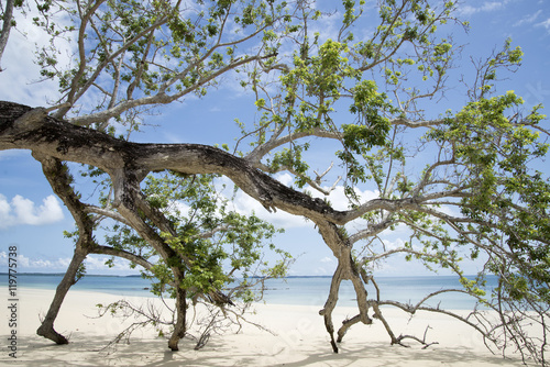 Fototapeta Naklejka Na Ścianę i Meble -  albero caduto in spiaggia