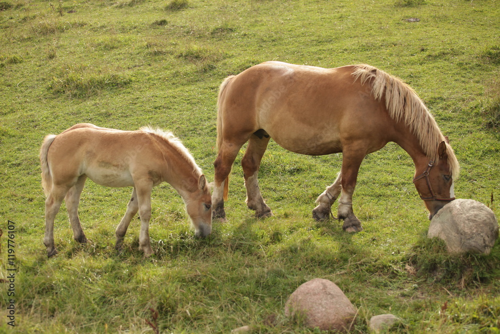 horse family on green grass - Polish landscape horse family on green grass - Polish landscape