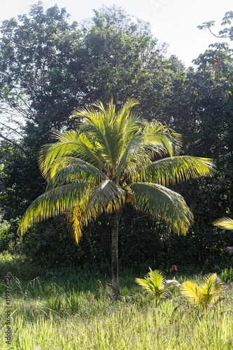 Jeux de lumi  re  au lever du jour sur un jeune palmier dans l ouest de la Guyane fran  aise