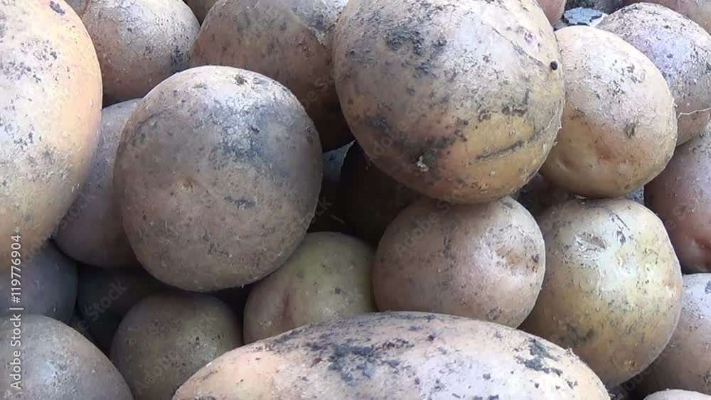 Harvesting potatoes in the garden Harvesting potatoes in the garden