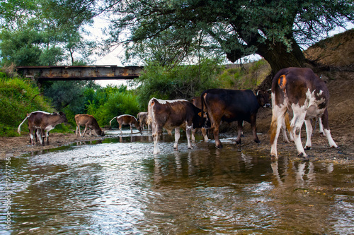 Cows herd drinking water from the river