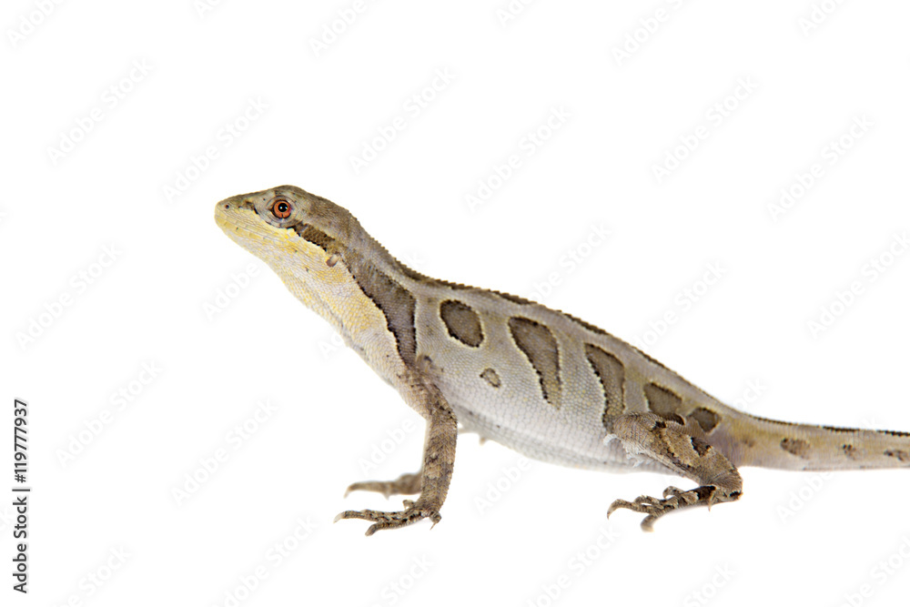 Fototapeta premium Brasilian tree lizard on white