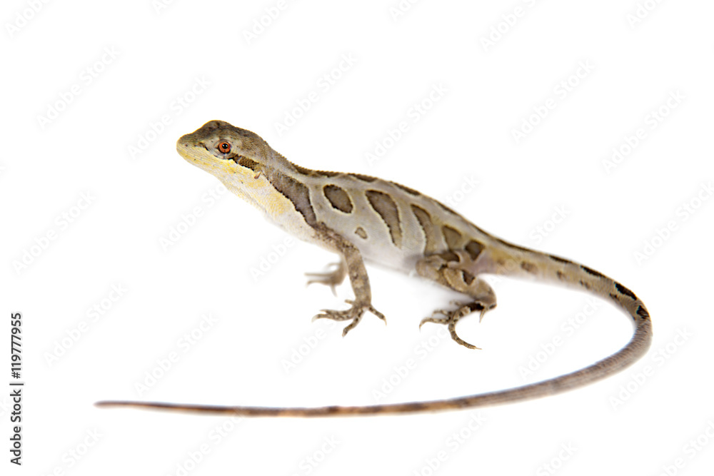 Brasilian tree lizard on white Brasilian tree lizard on white