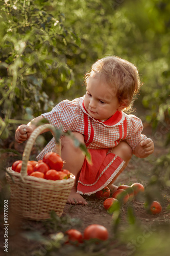 Litlle child (girl) take the vegetable (tomatoes) in the backet on a sunny day  in a garden