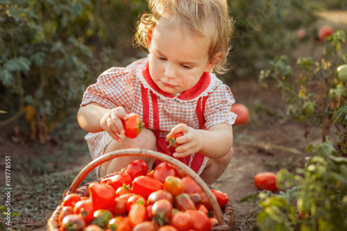 Litlle child (girl) take the vegetable (tomatoes) in the backet on a sunny day  in a garden