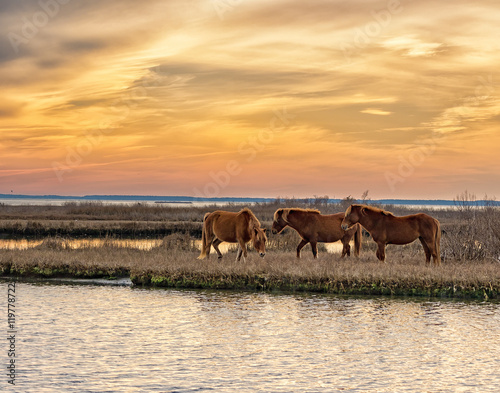 Three wild brown horses grazing near water under a warm sunset on Assateague Island