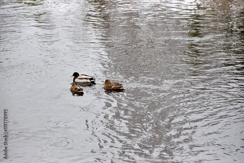 Ducks swim in open water © herculerus