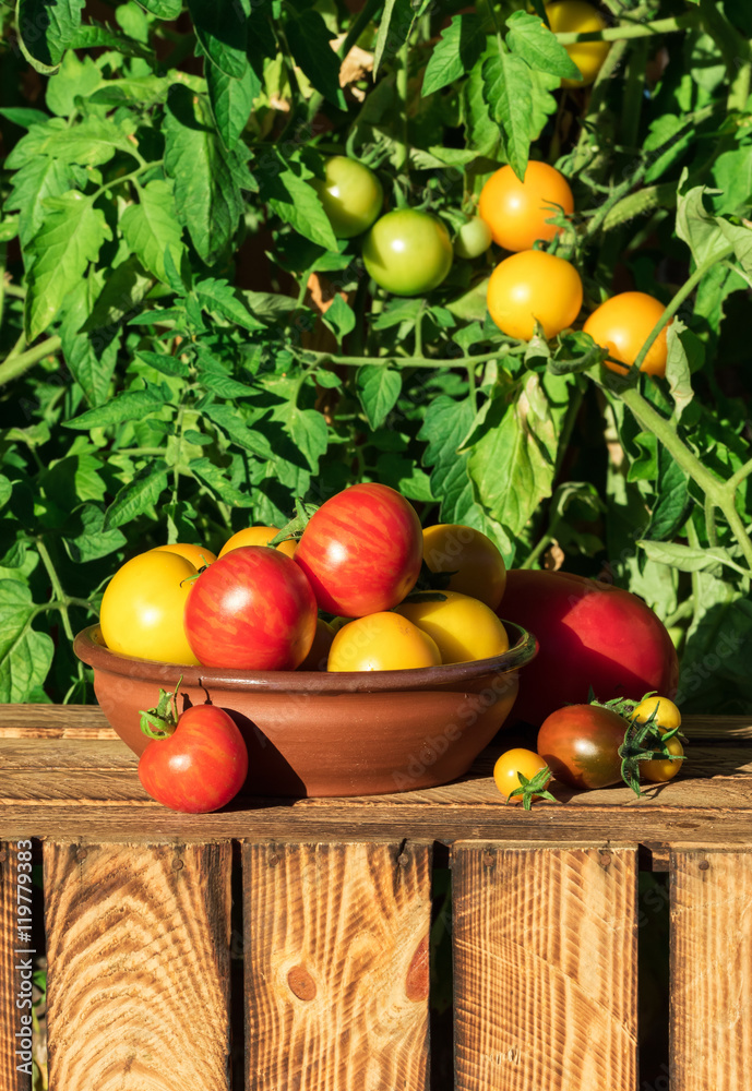 Organic ripe tomato. Various of tomatoes growing in the garden.