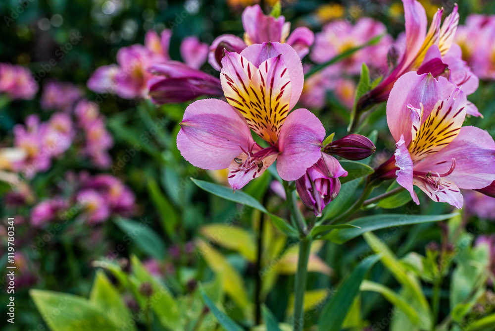 Obraz premium Pink Lilies