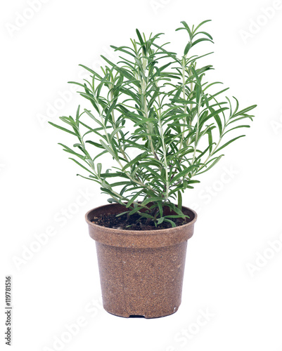 Rosemary in recycle brown pot separated on white background