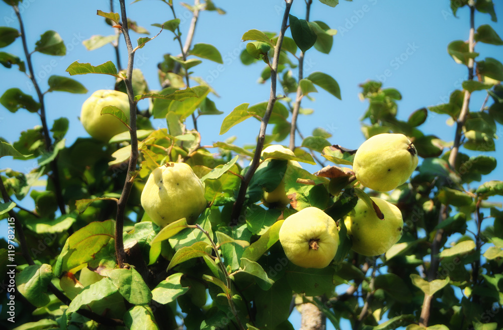 quince tree
