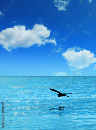 seascape and flying pelican