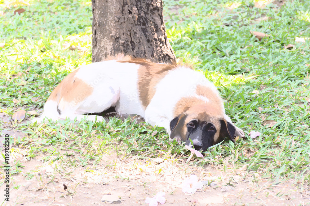 Thai stray dog Thai stray dog
