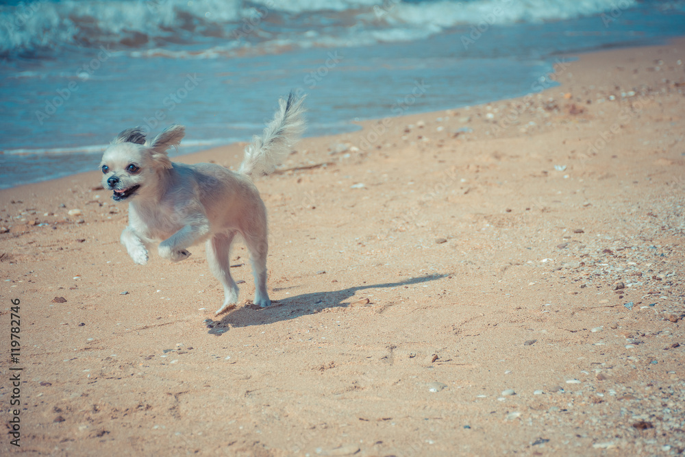 Dog so cute travel at beach, Beige color