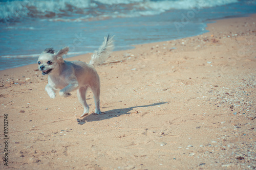 Dog so cute travel at beach, Beige color © pongmoji