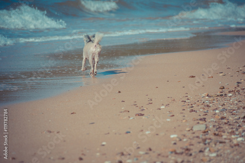Dog so cute travel at beach, Beige color