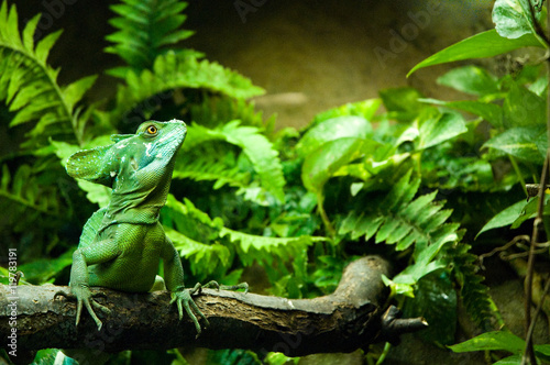 Plumed basilisk posing