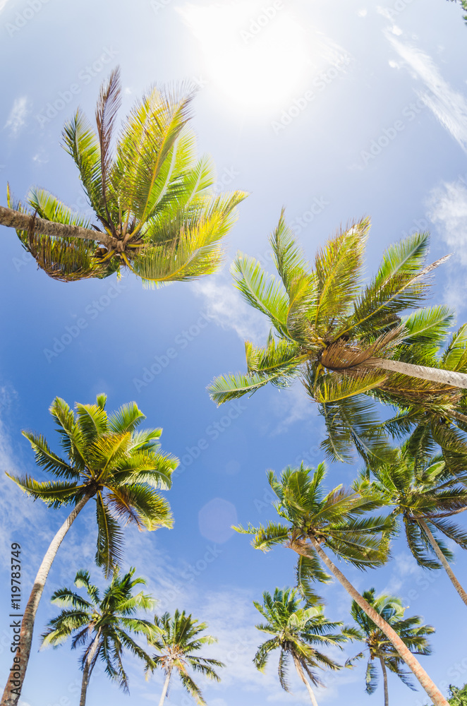 coconut palm trees at the beach coconut palm trees at the beach
