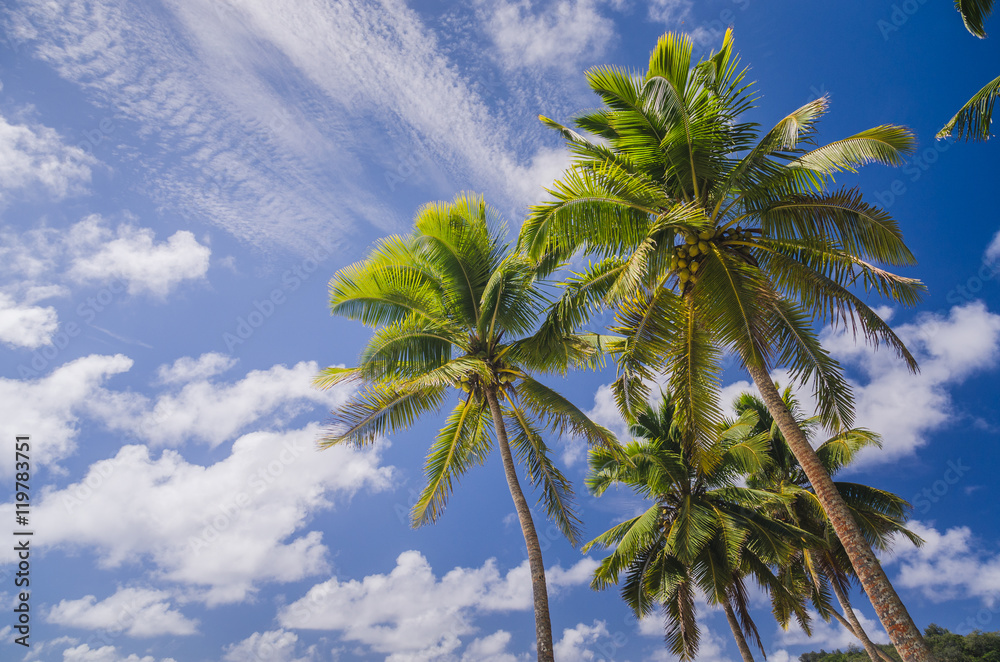 Fototapeta premium coconut palm trees at the beach