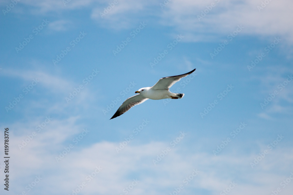 Fototapeta premium 松島のカモメ