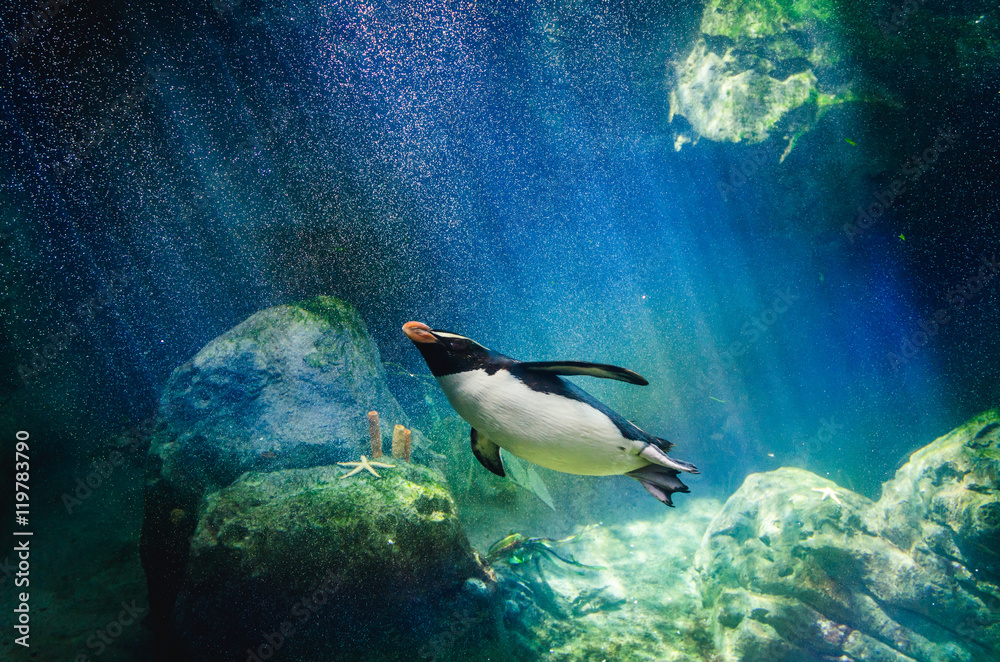 Fototapeta premium Penguin diving