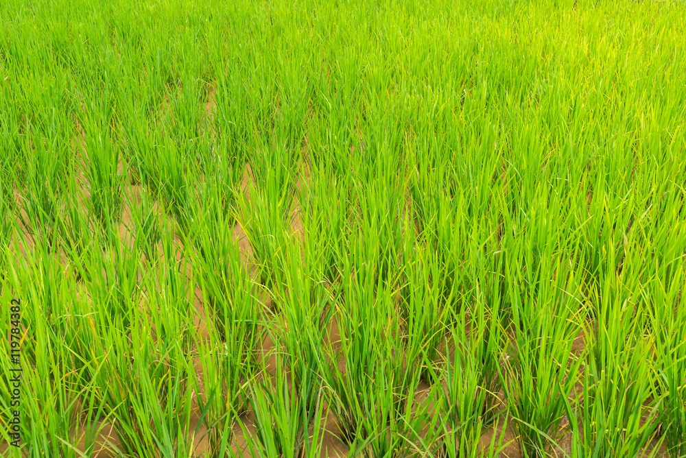 Close up view of germinated rice transplanted to paddy field at Close up view of germinated rice transplanted to paddy field at