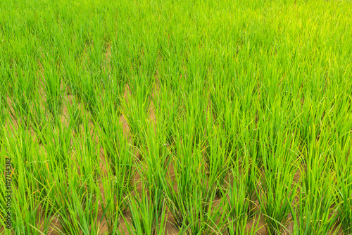 Close up view of germinated rice transplanted to paddy field at