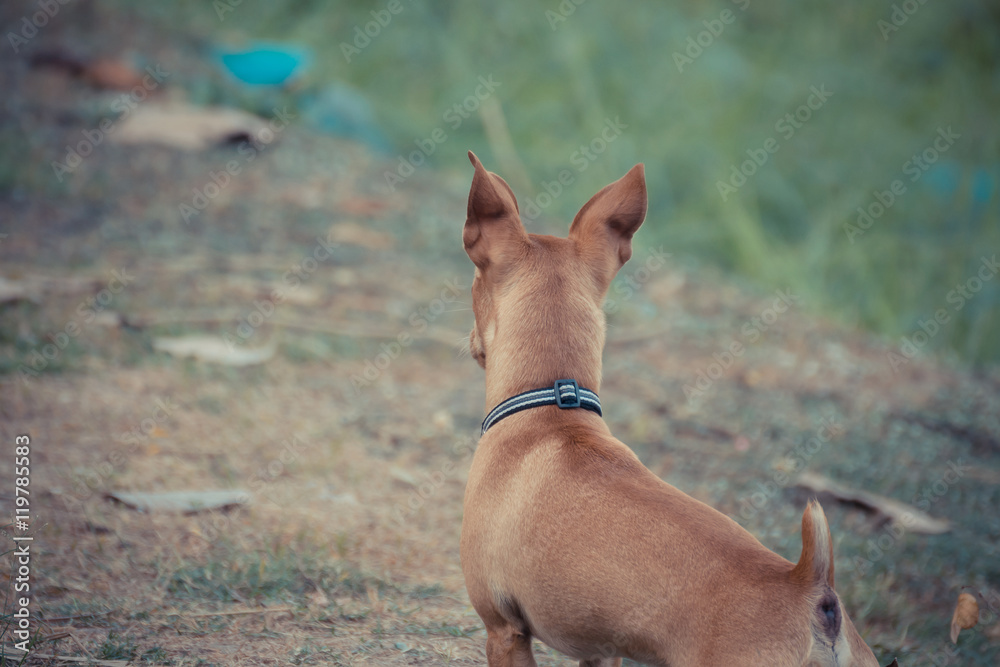 Chihuahua mini brown dog