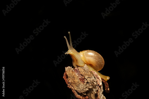 Snail resting on plant branch photo