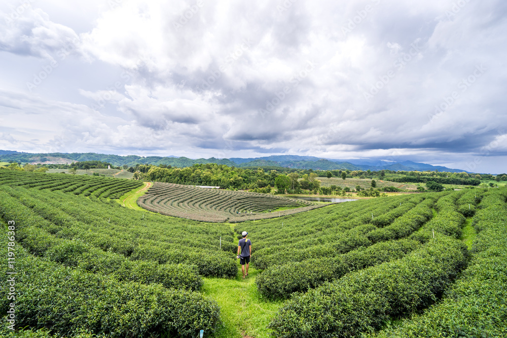 beautiful tea farm with cloudy blue sky