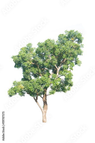 isolated tree on a white background