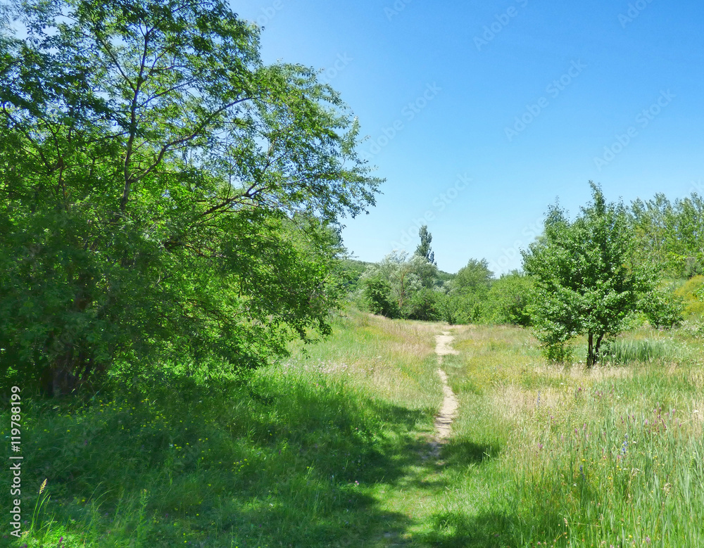 A narrow path on among the grass and trees