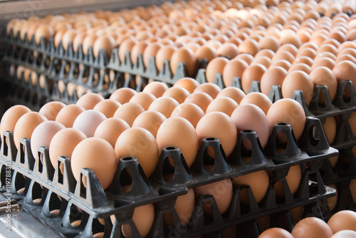 Eggs from chicken farm in the package that preserved for sale