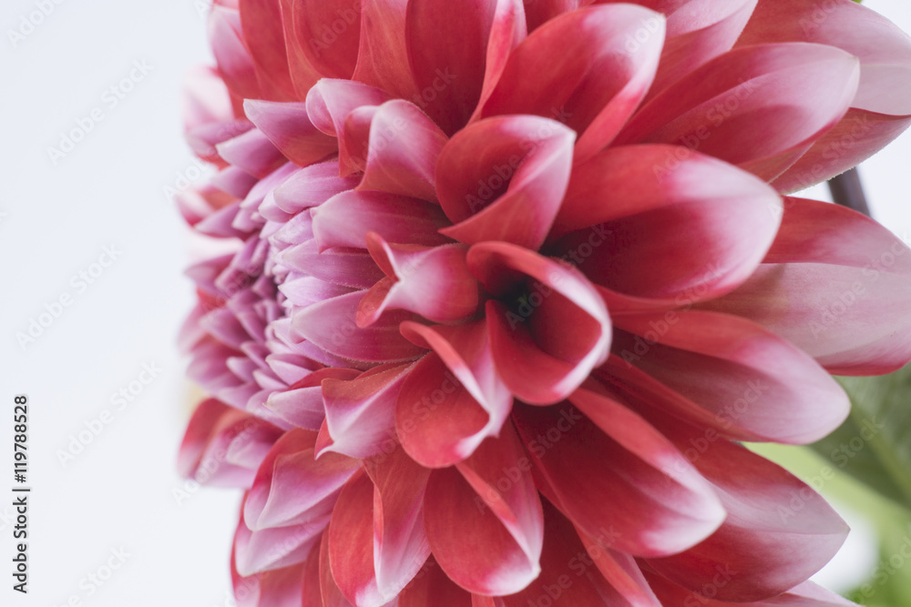 Closeup of a red and white dahlia flower Closeup of a red and white dahlia flower