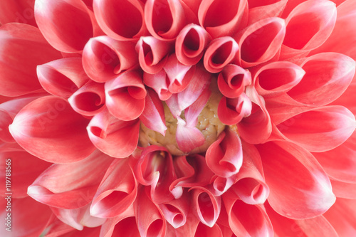 Fototapeta Naklejka Na Ścianę i Meble -  Closeup of a red and white dahlia flower