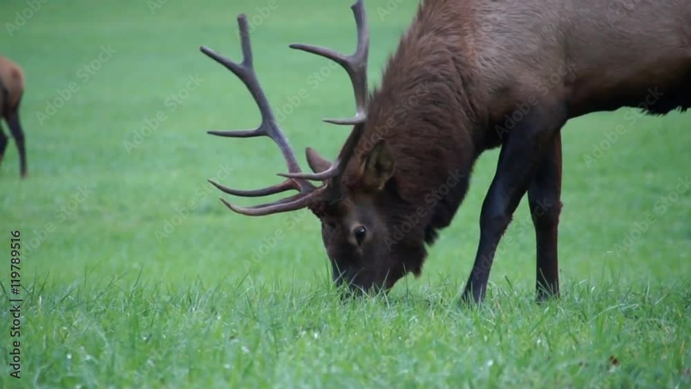 Red Deer grazing in a Smoky Mountain pasture at dusk II Red Deer grazing in a Smoky Mountain pasture at dusk II