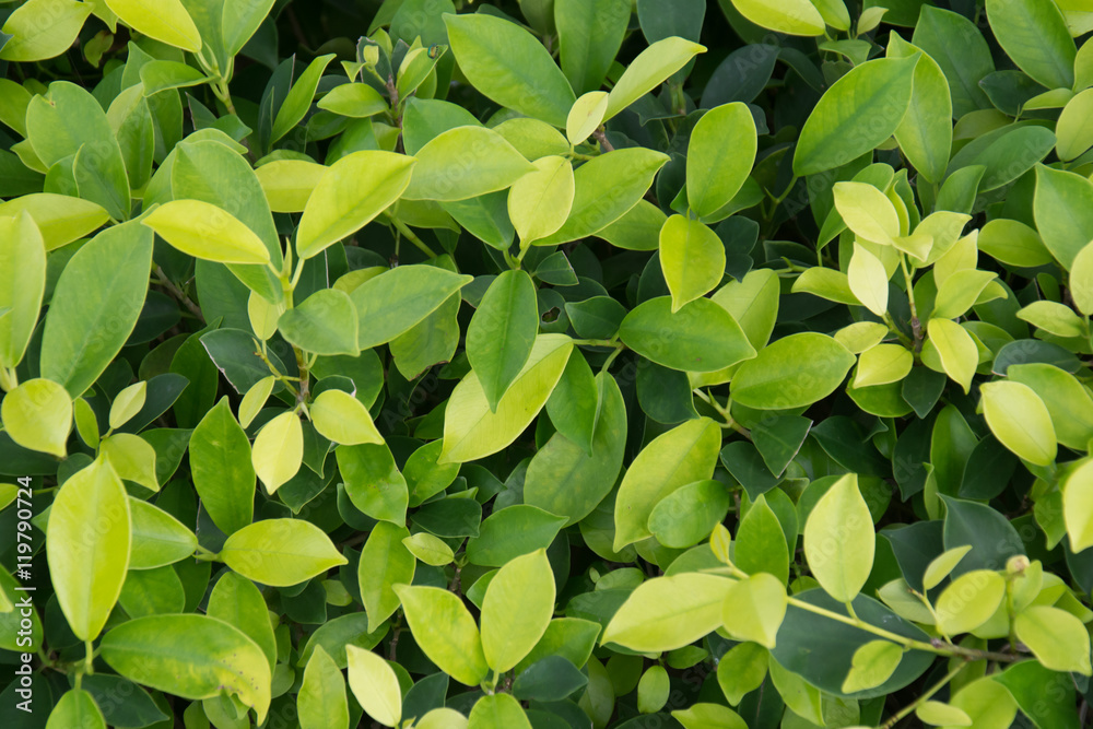 green leaf background green leaf background