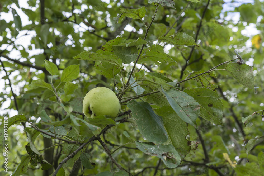 Ripe apple on a tree.