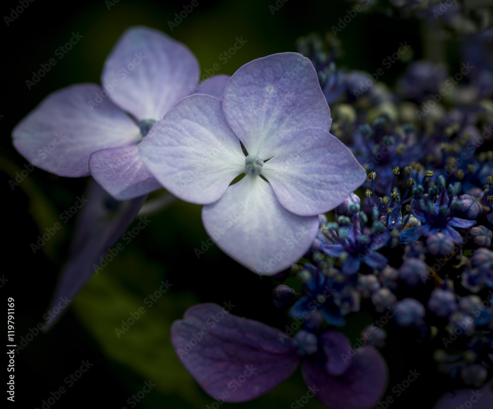 Beautiful colorful Summer hydrangea flower close up Beautiful colorful Summer hydrangea flower close up