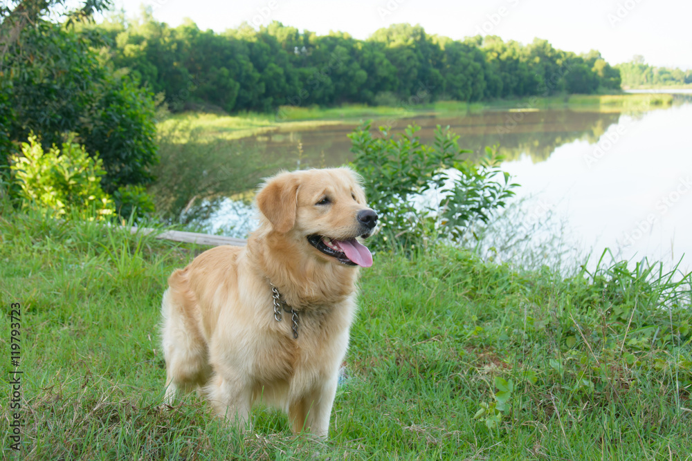 Portrait of a golden retriever in the grass Portrait of a golden retriever in the grass