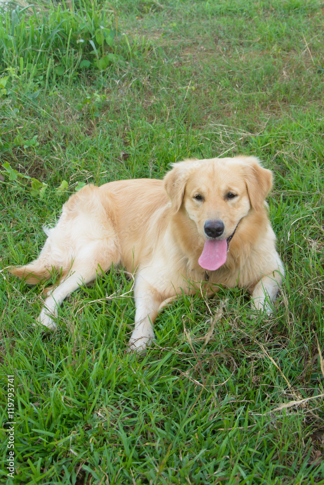 Portrait of a golden retriever in the grass Portrait of a golden retriever in the grass
