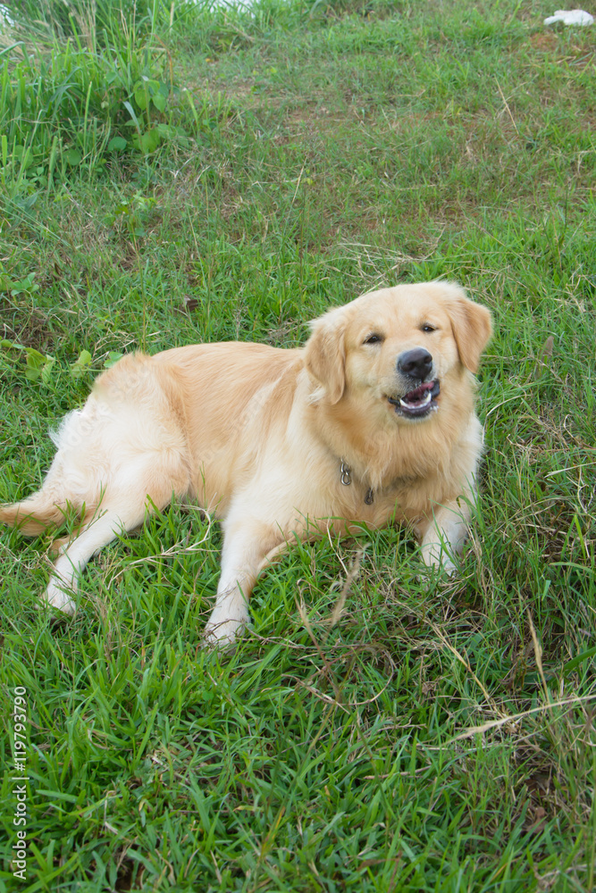 Portrait of a golden retriever in the grass