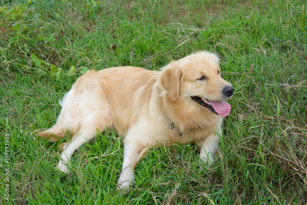 Portrait of a golden retriever in the grass Portrait of a golden retriever in the grass