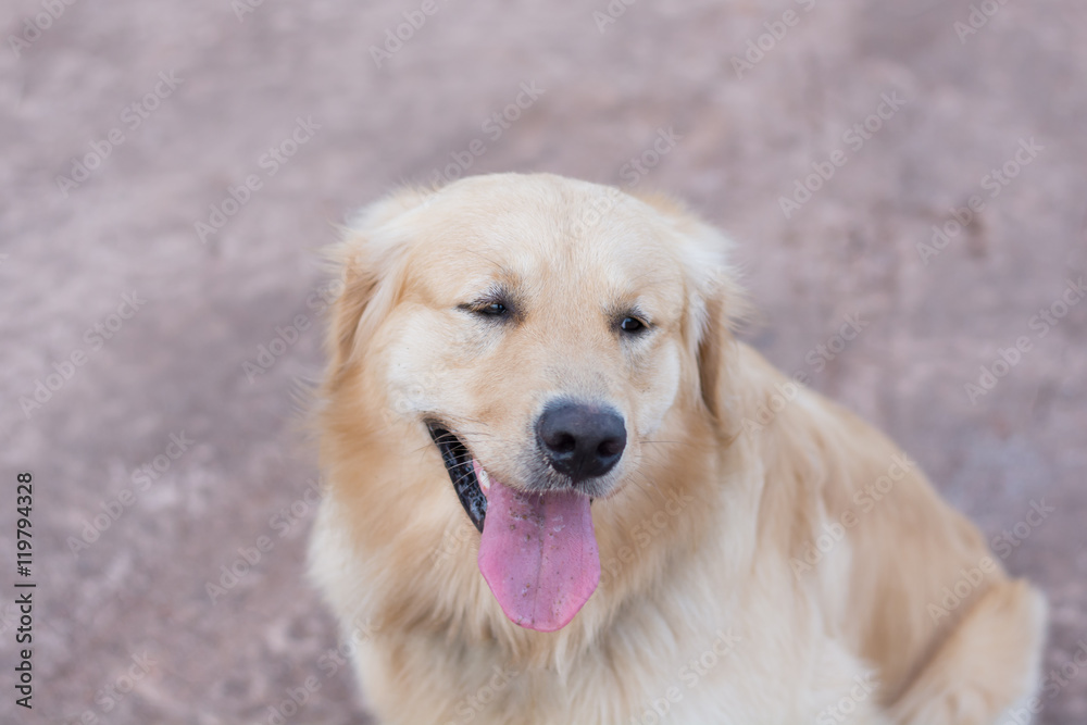 Portrait of a golden retriever dog