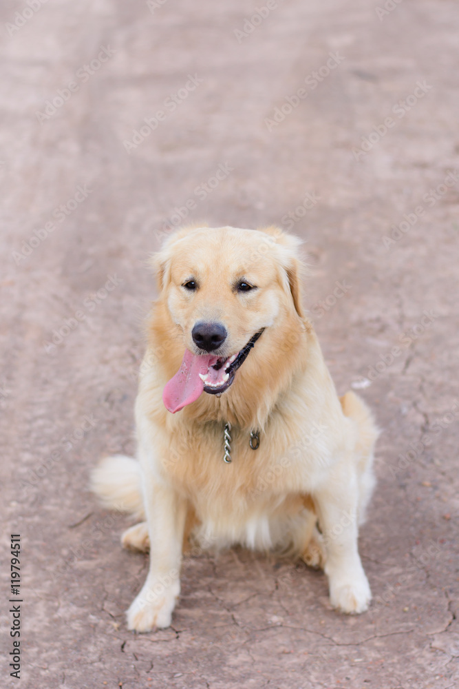 Portrait of a golden retriever dog Portrait of a golden retriever dog